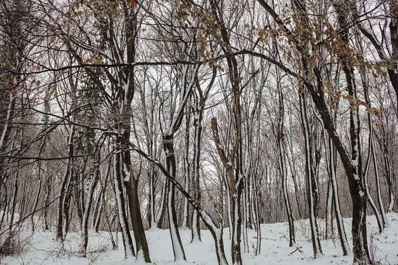 bos, sneeuwvlokken, ijs-crystal, bomen, besneeuwde, hout, Winter, vorstost, koude, sneeuw