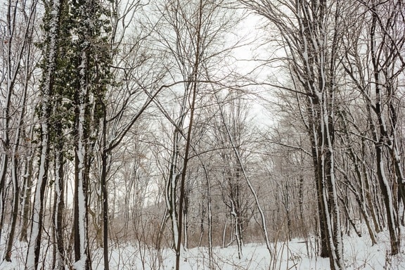 snježne, šuma, stabla, divljina, drvo, vremenska prognoza, Mraz, magla, breza, zima