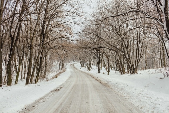 forest road, frost, snowy, winter, snow, weather, wood, cold, season, ice