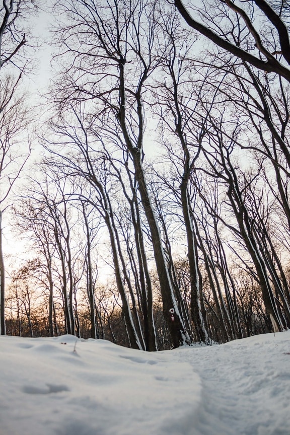 pista forestal, Nevado, invierno, ramas, hielo, escarcha, tiempo en, nieve, árbol, paisaje