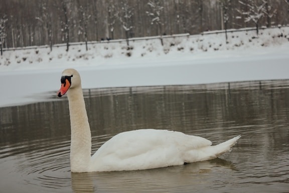 swan, cold, winter, cold water, alone, grace, lake, waterfowl, bird, water