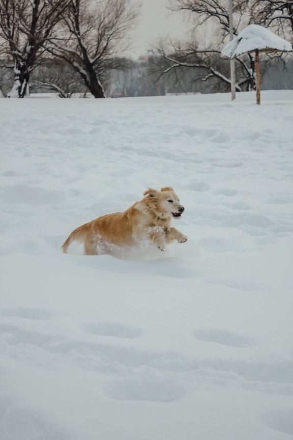 雪に覆われました。, 実行されています。, 犬, ジャンプ, ペット, 犬, 氷, 冷, 犬, 雪