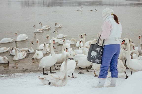 swan, winter, wilderness, riverbank, girl, bird, people, snow, water, ice