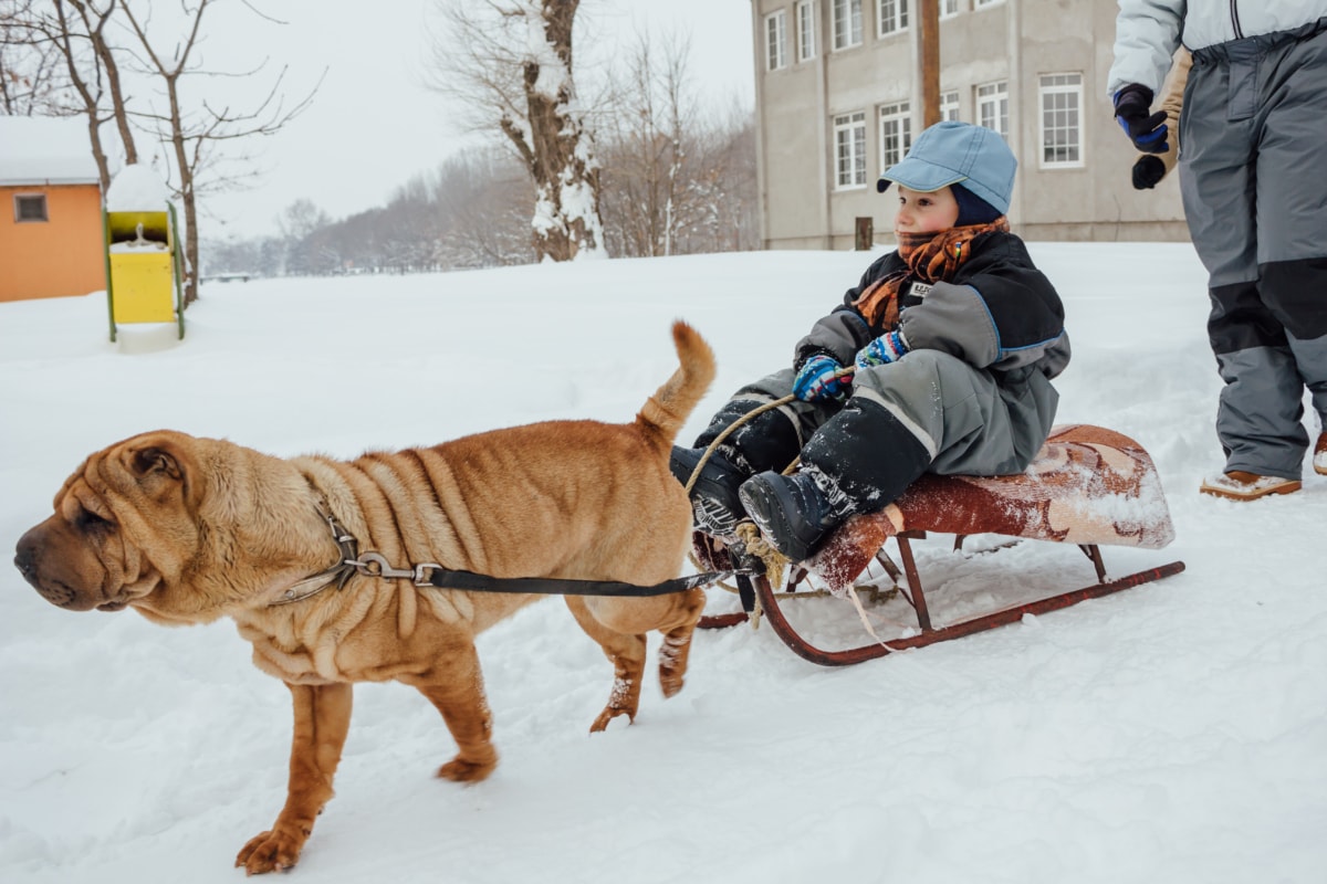ездовая собака, зима, мальчик, собака, Сани, транспортное средство, люди, снег, холод, ремень безопасности