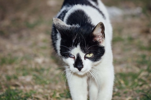 kucing domestik, berjalan, hitam dan putih, mata, hewan, kucing, Manis, kucing, domestik, kucing