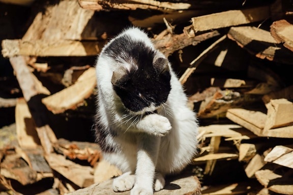 black and white, domestic cat, firewood, wildlife, wild, fur, cute, pet, furry, domestic