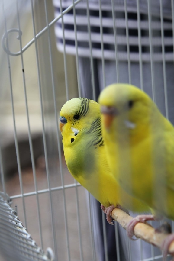 parakeet, yellowish, pets, cage, parrots, feather, yellow, parrot, bird, wildlife