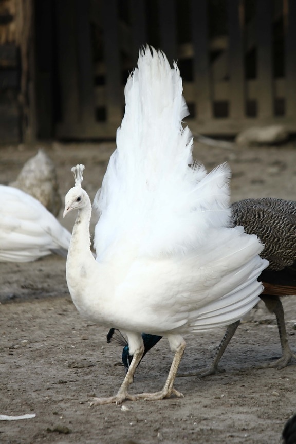pavão, branco, Albino, plumagem, pena, cauda, casa de fazenda, terras agrícolas, aves, pássaro