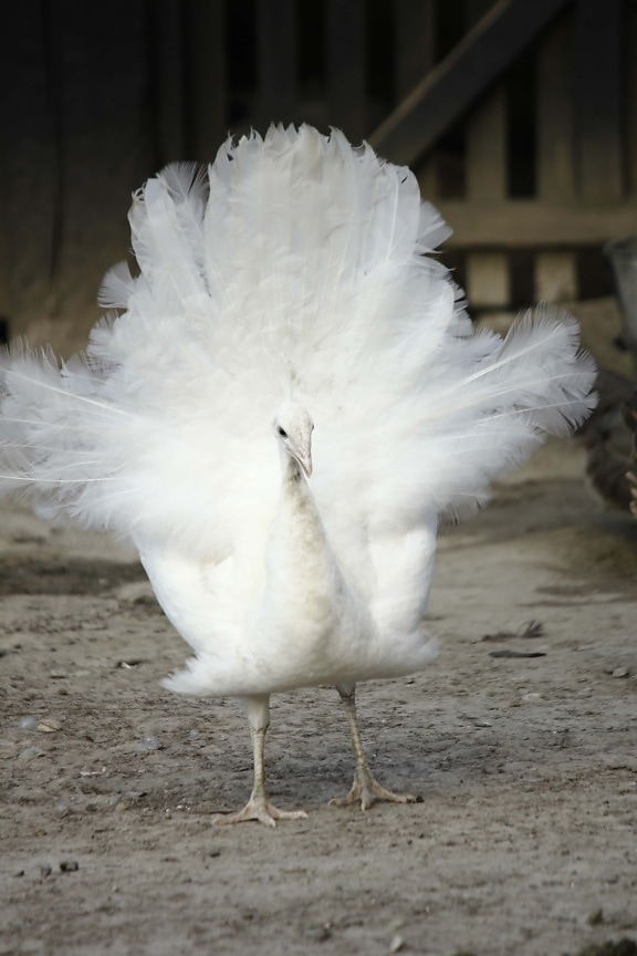 albino, peacock, feather, poultry, bird, nature, wildlife, animal, outdoors, portrait