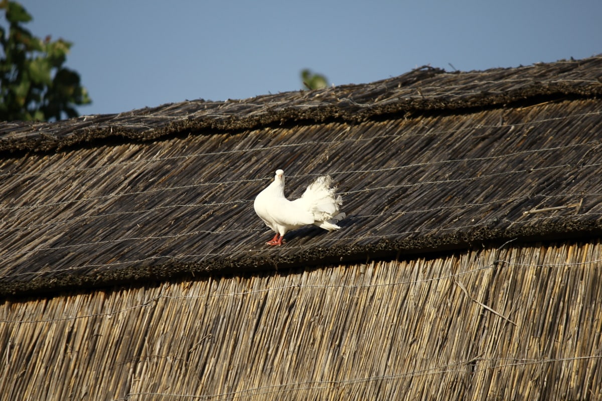 alb, porumbelul, sat, paie, rurale, acoperiş, care acoperă, vechi, familia, pasăre