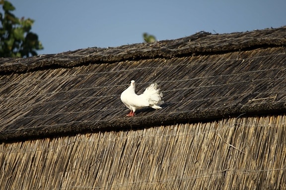 trắng, chim bồ câu, làng, rơm, nông thôn, mái nhà, bao gồm, cũ, gia đình, con chim