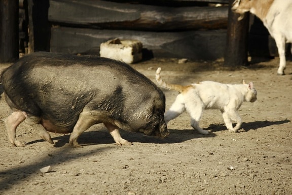 pigs, farmhouse, domestic cat, animals, farmland, livestock, wildlife, hog, swine, cattle