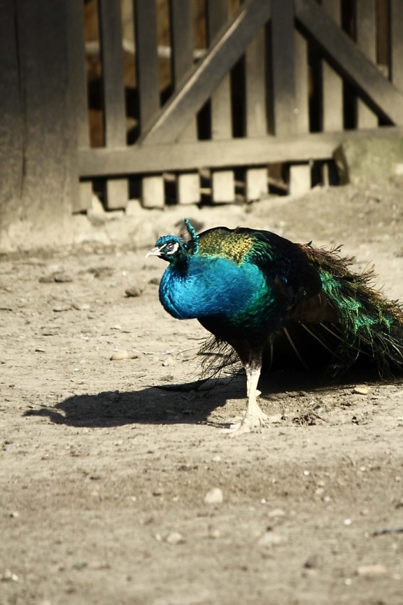 peacock, tail, backyard, barn, shadow, majestic, bird, farmland, pheasant, peafowl