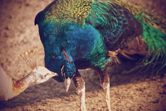 colorful, peacock, feather, peafowl, nature, bird, wildlife, pheasant, animal, poultry