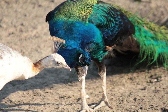Peacock, vogels, pluimvee, dieren, veer, kleurrijke, majestueus, natuur, Pauw, snavel