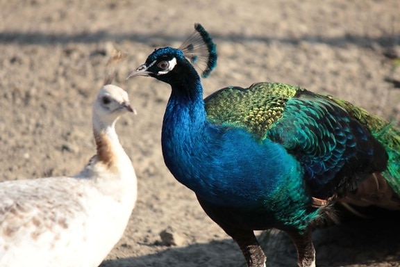 peacock, together, couple, birds, wildlife, nature, bird, peafowl, feather, animal