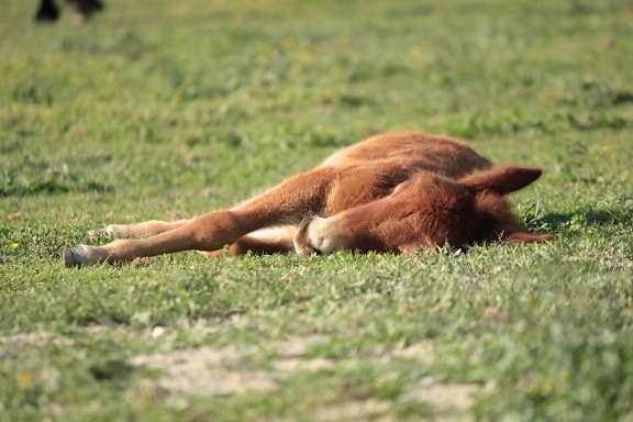 pony, laying, sleeping, offspring, rest, horse, grass, wild, wildlife, nature