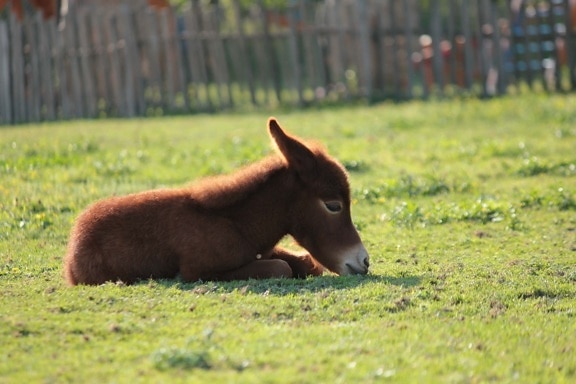 offspring, pony, laying, horse, animal, dog, grass, canine, nature, cute