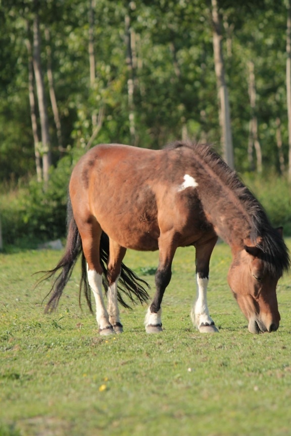 poney, cheval, brun clair, bétail, les terres agricoles, Ranch, chevaux, cavalerie, rural, domaine