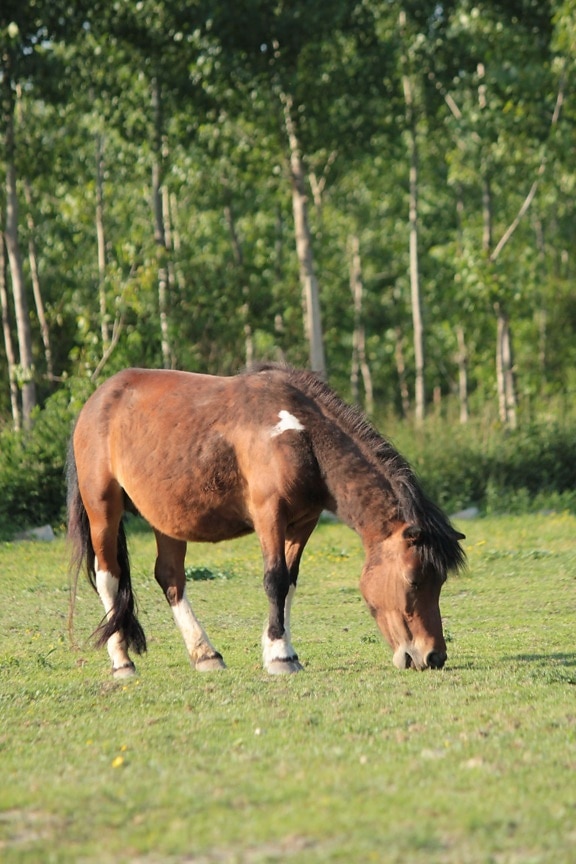 Pony, caballo, bosque, de pastoreo, prado, animal, caballos, campo, Semental, rural