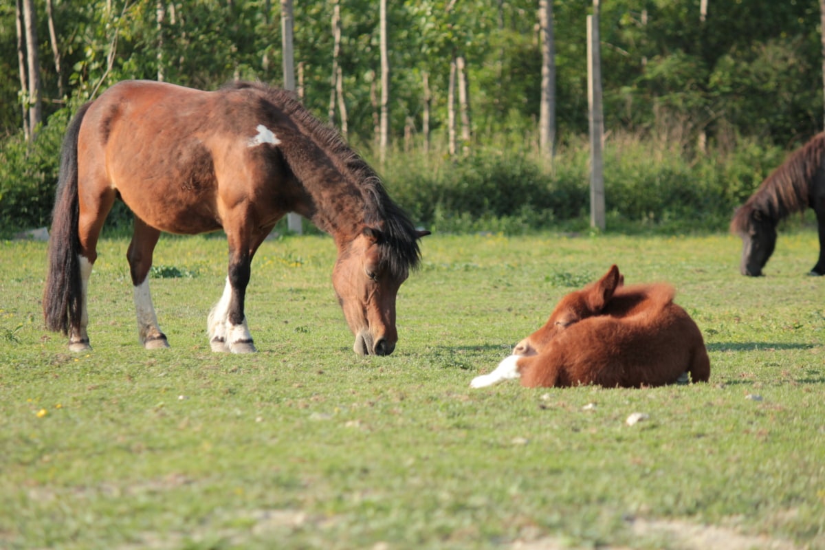 chevaux, poney, Prêle des champs, ferme, Ranch, équins, herbe, cheval, Colt, prairie