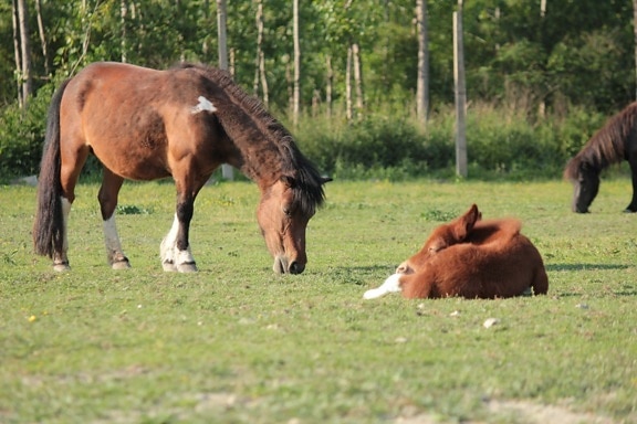 kone, poník, Praslička, farma, ranč, koní, tráva, kôň, Colt, lúka