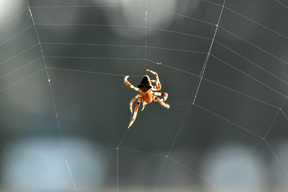 Spin, spinrag, spinnenweb, geleedpotige, Arachnid, Val, tuin spin, ongewervelden, patroon, Raagbol