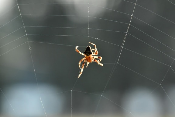 spider, spiderweb, spider web, arthropod, arachnid, trap, garden spider, invertebrate, pattern, cobweb