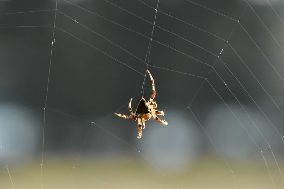 Spinne, Spinnennetz, Netz, hängende, Spinnennetz, Arachnid, Falle, Kreuzspinne, Spinnennetz, Insekt