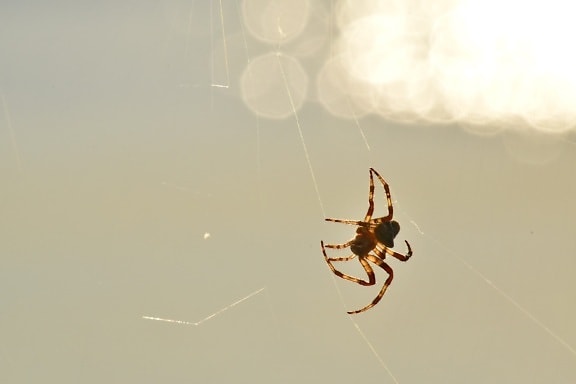 spider, spiderweb, sunshine, insect, arachnid, garden spider, spider web, arthropod, trap, cobweb