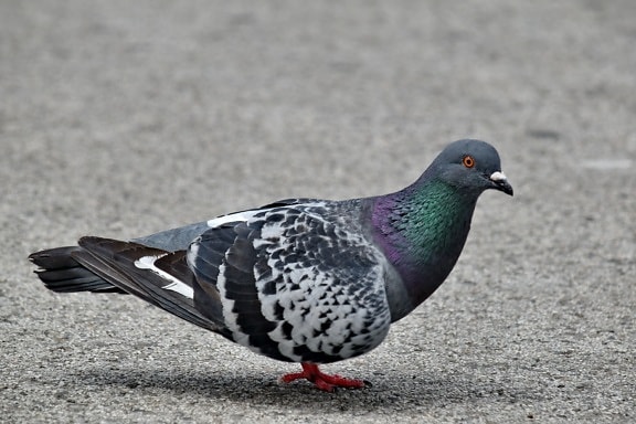 pigeon, pavement, asphalt, concrete, side view, bird, animal, nature, feather, beak