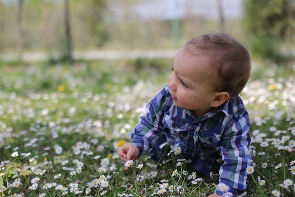 baby, daisy, child, meadow, grass, toddler, crawl, son, boy, cute