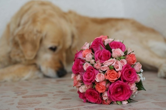 犬, ウェディングブーケ, ロマンチックです, 花束, バラ, 花, 装飾, 配置, ピンク, ローズ