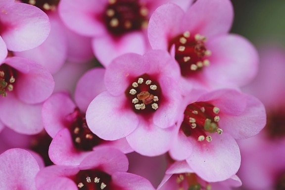粉色, 植物, 花, 有机体, 中药, 花, 植物区系, 性质, 美丽, 颜色
