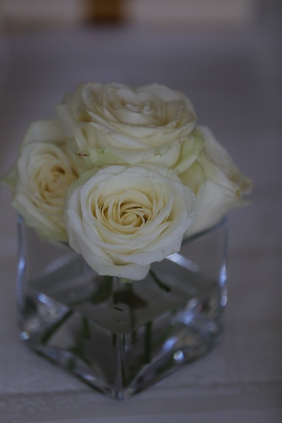 fleur blanche, des roses, vase, élégance, verre, romance, fleur, Rose, pétale, bouquet