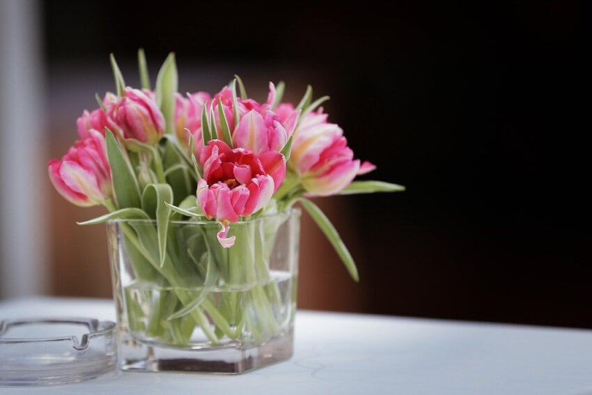 Free picture: tulips, vase, ashtray, tablecloth, elegance, table ...