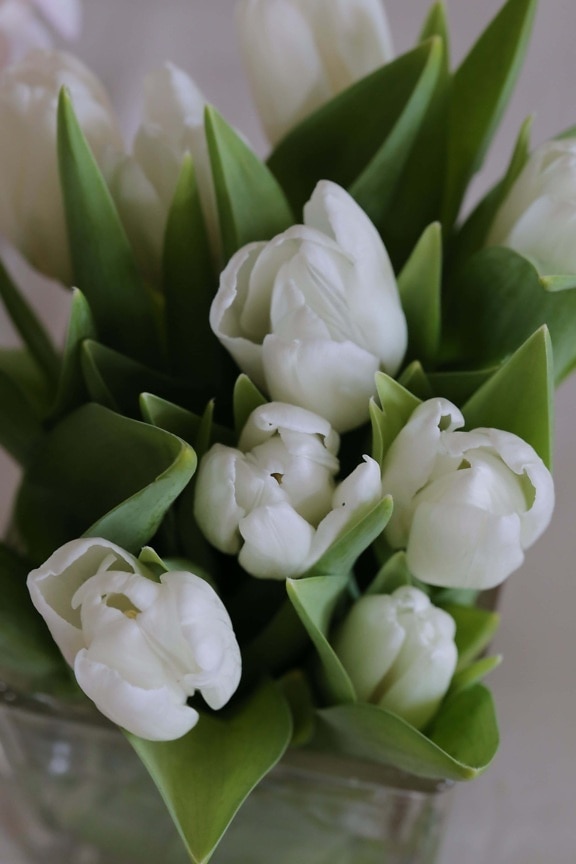 tulipaner, hvit blomst, grønne blader, bukett, vår, blad, tulipan, blomst, anlegget, blomstre