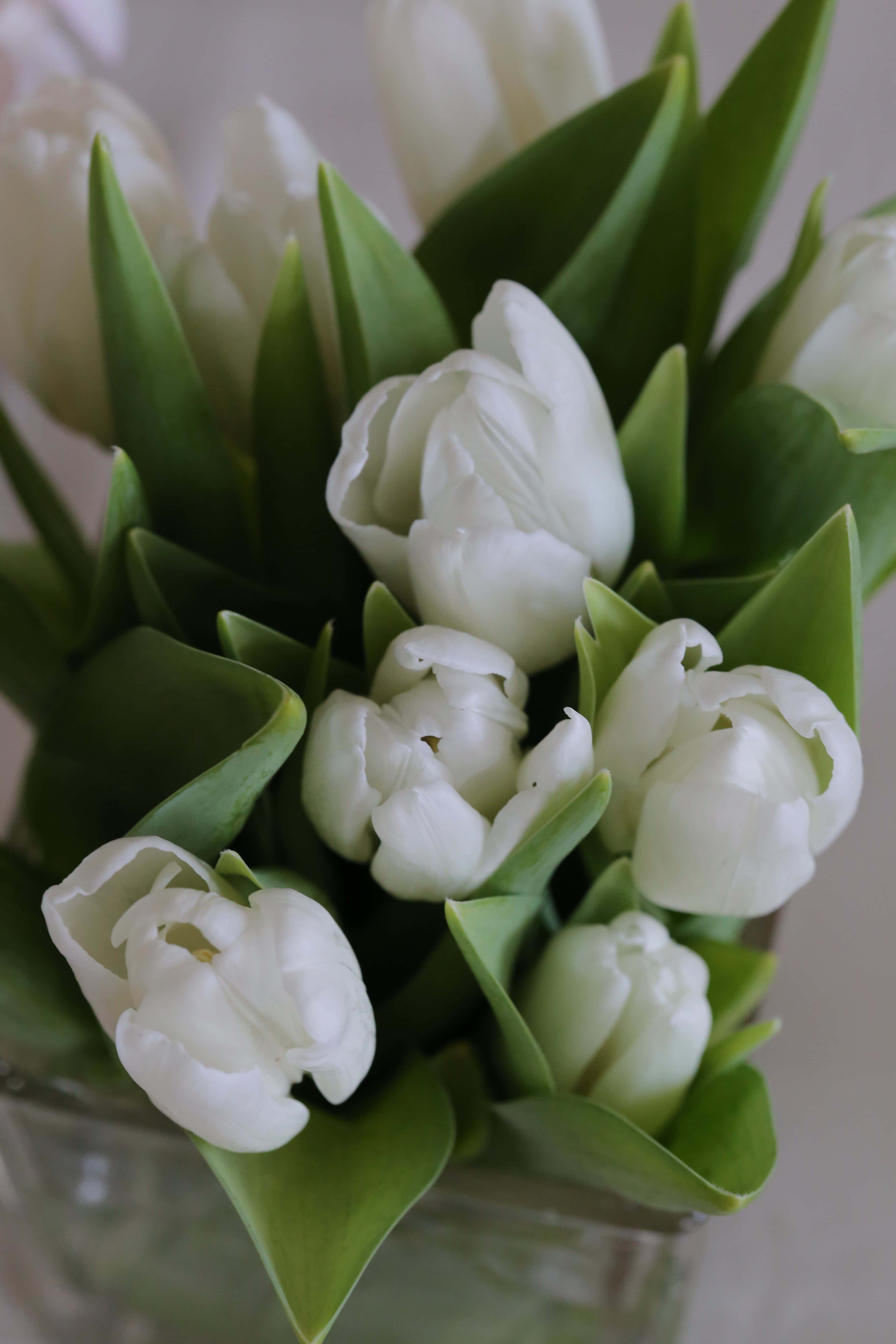 フリー写真画像 チューリップ 白い花 緑の葉 花束 春 葉 チューリップ 花 工場 花
