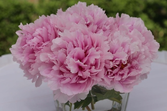 елегантна, ваза, розово, Карамфил, венчелистче, цветя, флора, зюмбюл, цвете, растителна