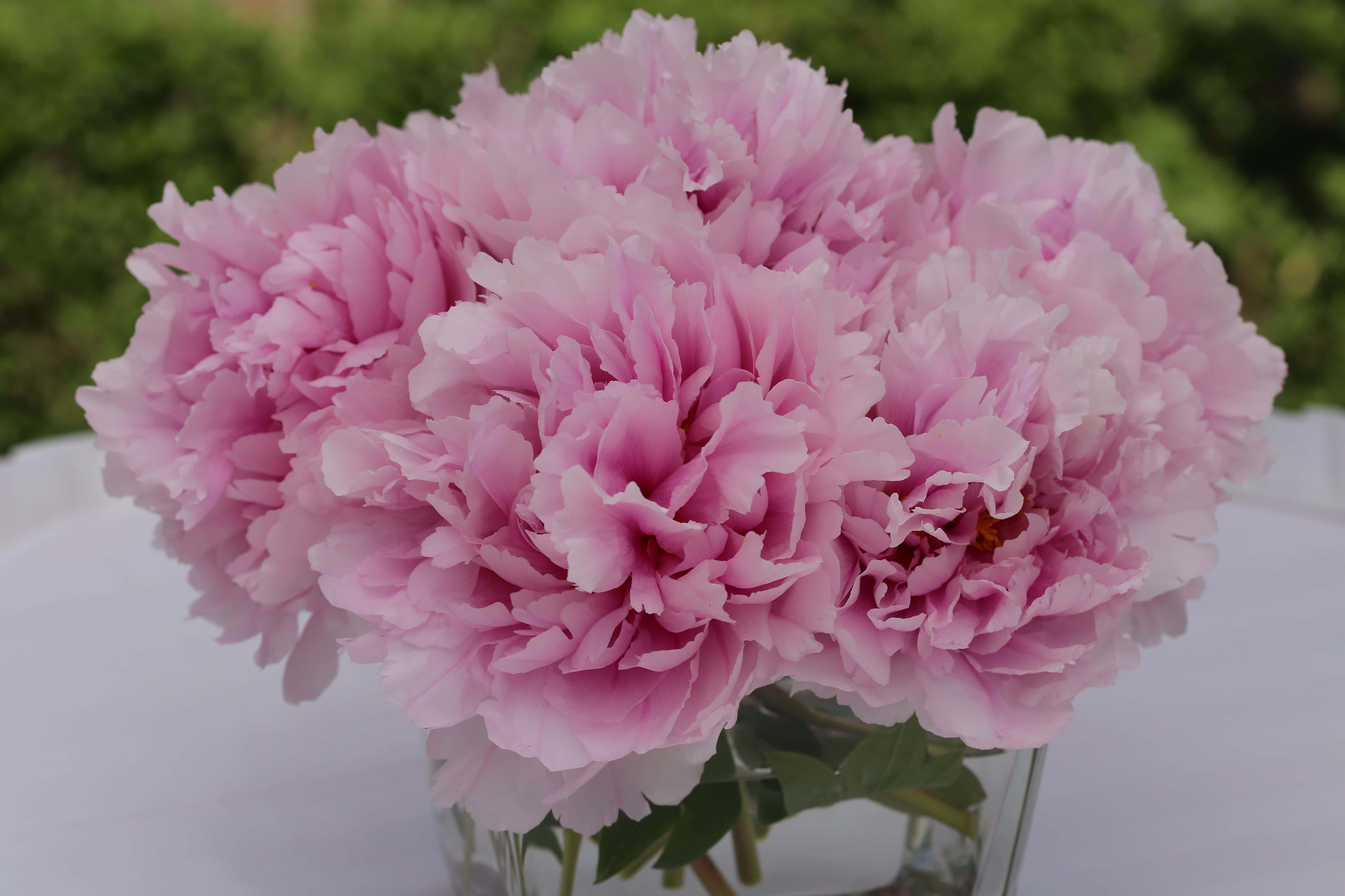 免费照片 优雅 花瓶 粉红色 康乃馨 花瓣 花 植物区系 风信子 花 植物