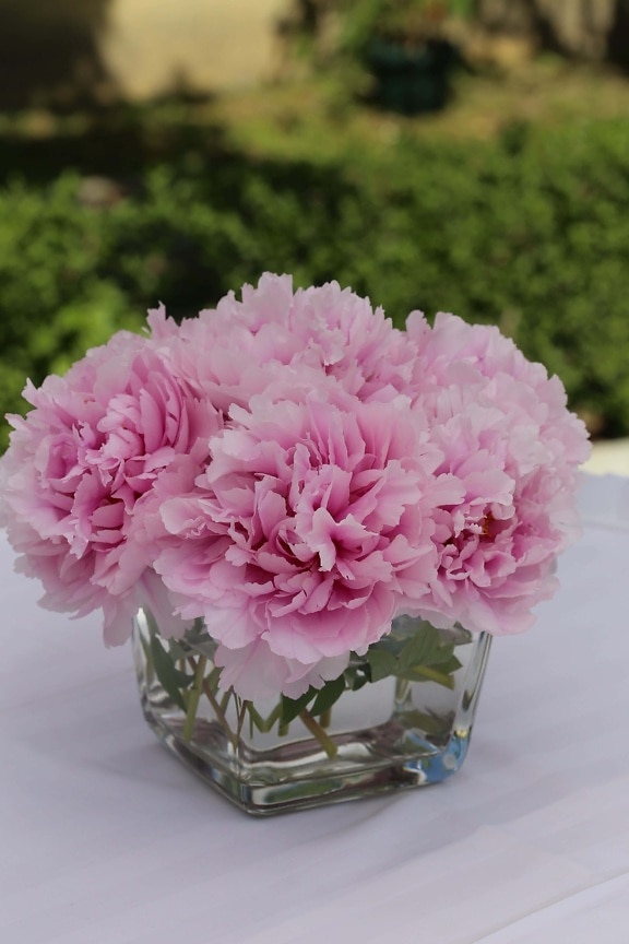 carnation, vase, petals, pinkish, arrangement, table, tablecloth, plant, pink, nature