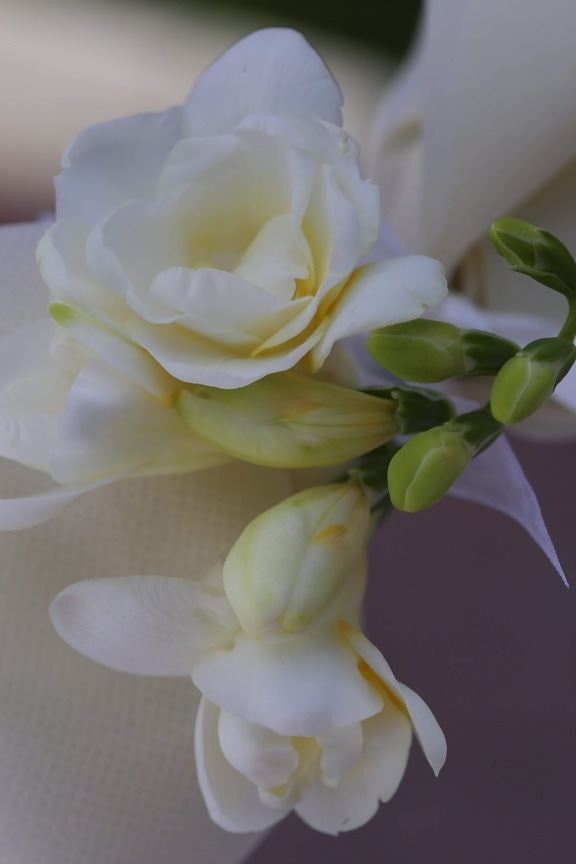 Silk, ökade, vit blomma, blomknopp, arrangemang, detalj, eleganta, gren, buske, blommor