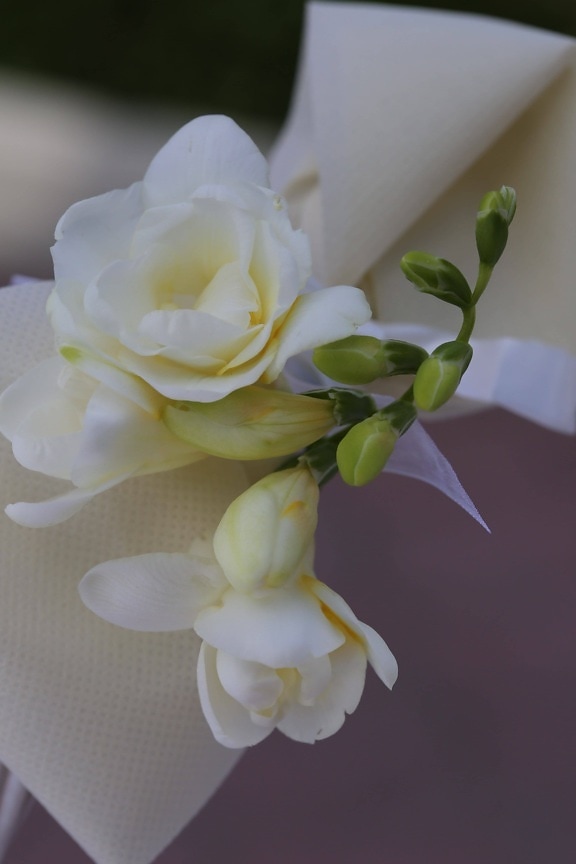 μετάξι, λευκό λουλούδι, μπουμπούκι, διακόσμηση, παστέλ, πέταλο, λευκό, λουλούδι, ο οφθαλμός, λουλούδια