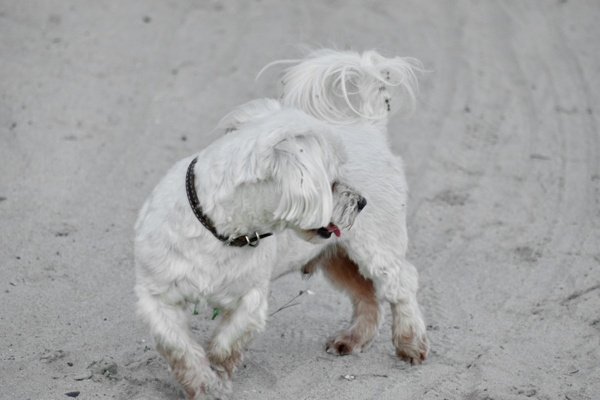 wit, hond, vriendelijke, schattig, kraag, zand, strand, huisdier, hoektand, schattig