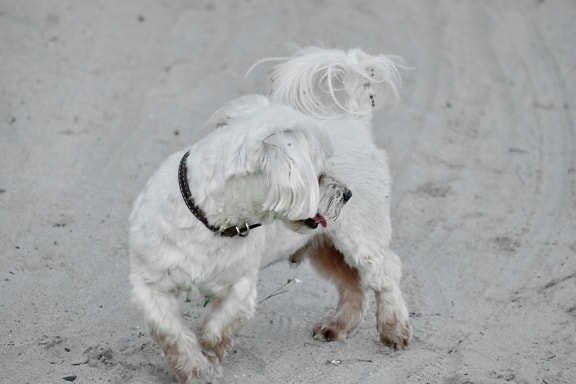 white, dog, friendly, adorable, collar, sand, beach, pet, canine, cute