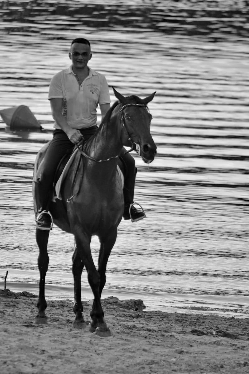 stranden, häst, sjön, Cowboy, Ridning, djur, hingst, kavalleriet, man, konkurrens