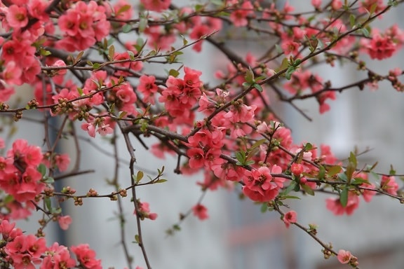 flowers, pinkish, branches, twig, spring time, nature, blooming, branch, flower, garden