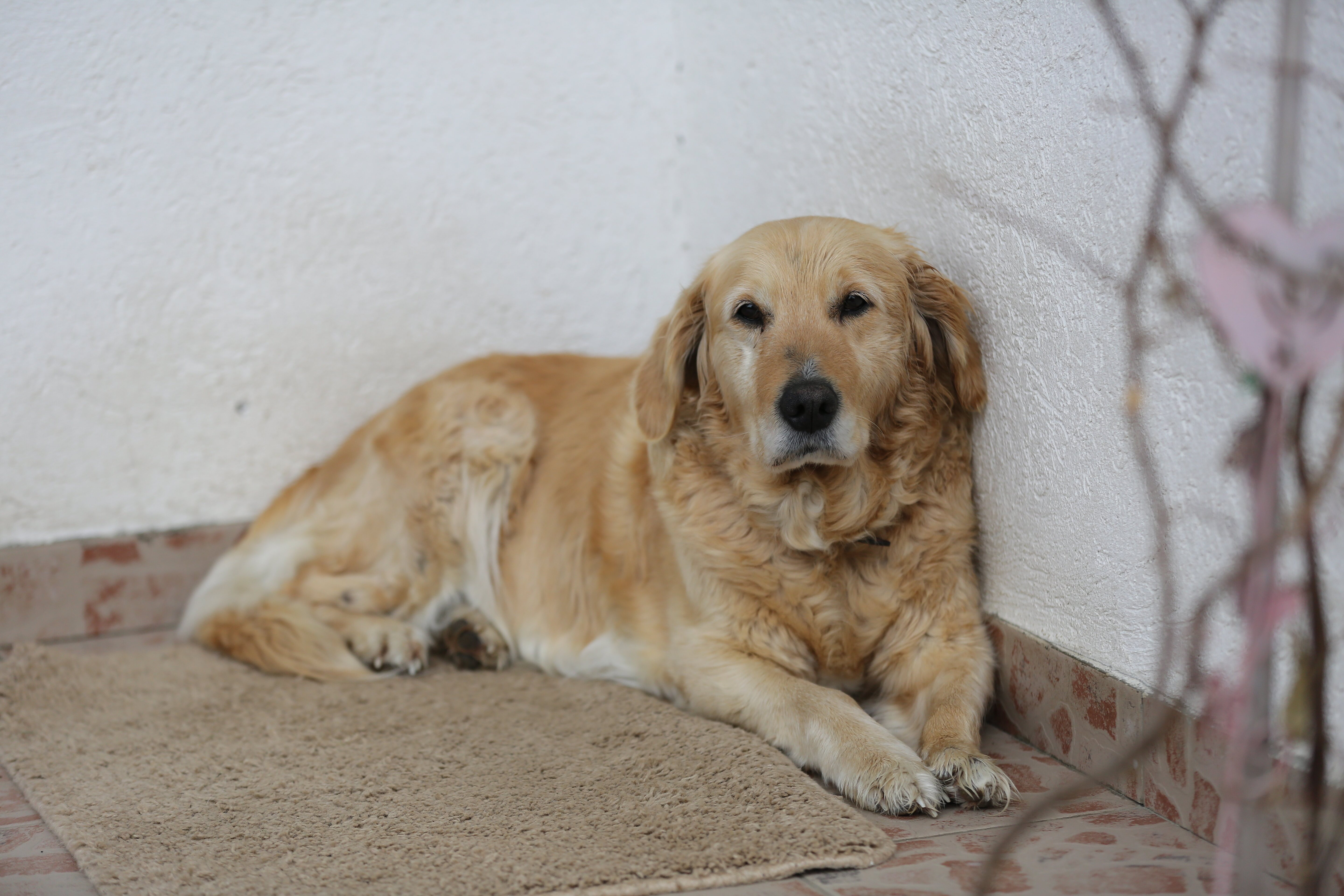 フリー写真画像 レトリーバー 犬 黄金の輝き 敷設 かわいい 犬 子犬 狩猟犬 ペット 品種