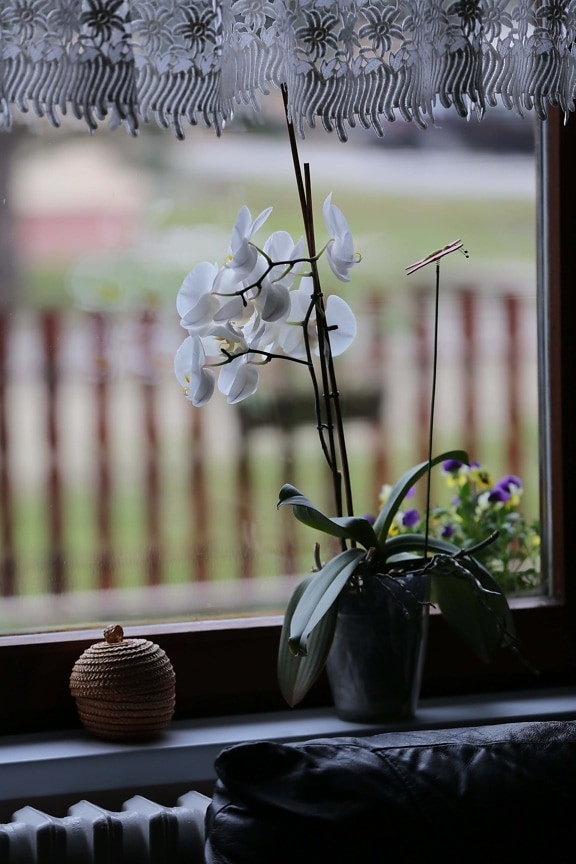 weiße Blume, Orchidee, Fenster, Blumentopf, Vorhang, Interieur-design, Sofa, Anlage, Schweller, Glas