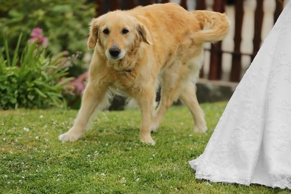 labrador, golden glow, dog, wedding, wedding dress, hunting dog, retriever, puppy, pet, cute